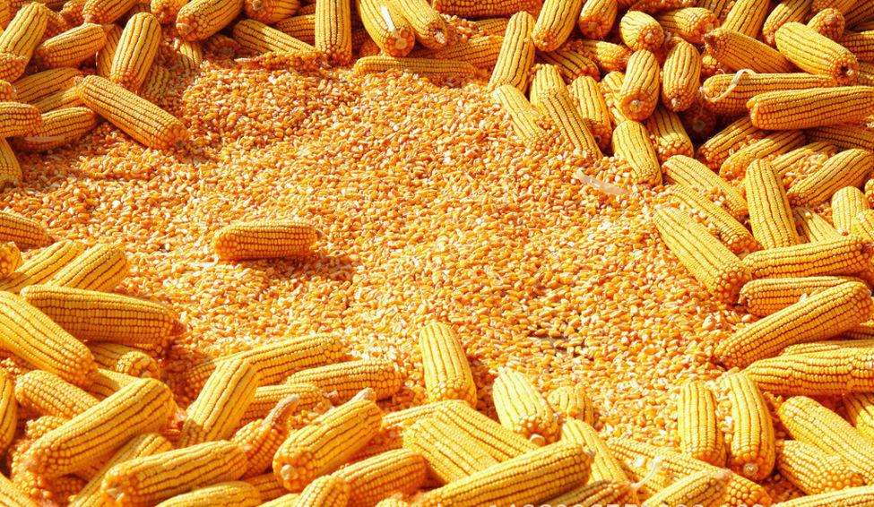 深粮控股粮食交易网9月21日成交公告