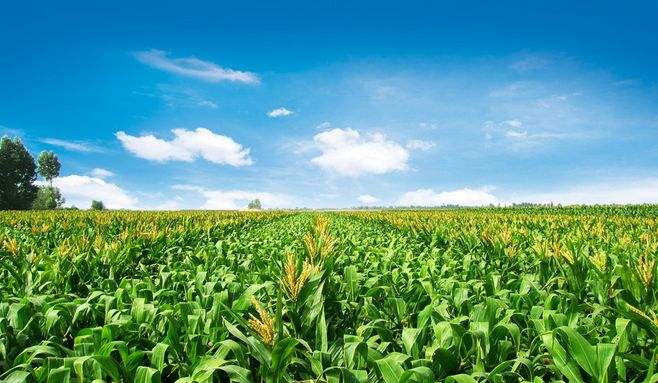 提醒！多头助力次数不足，我国玉米深加工企业效益还好吗？