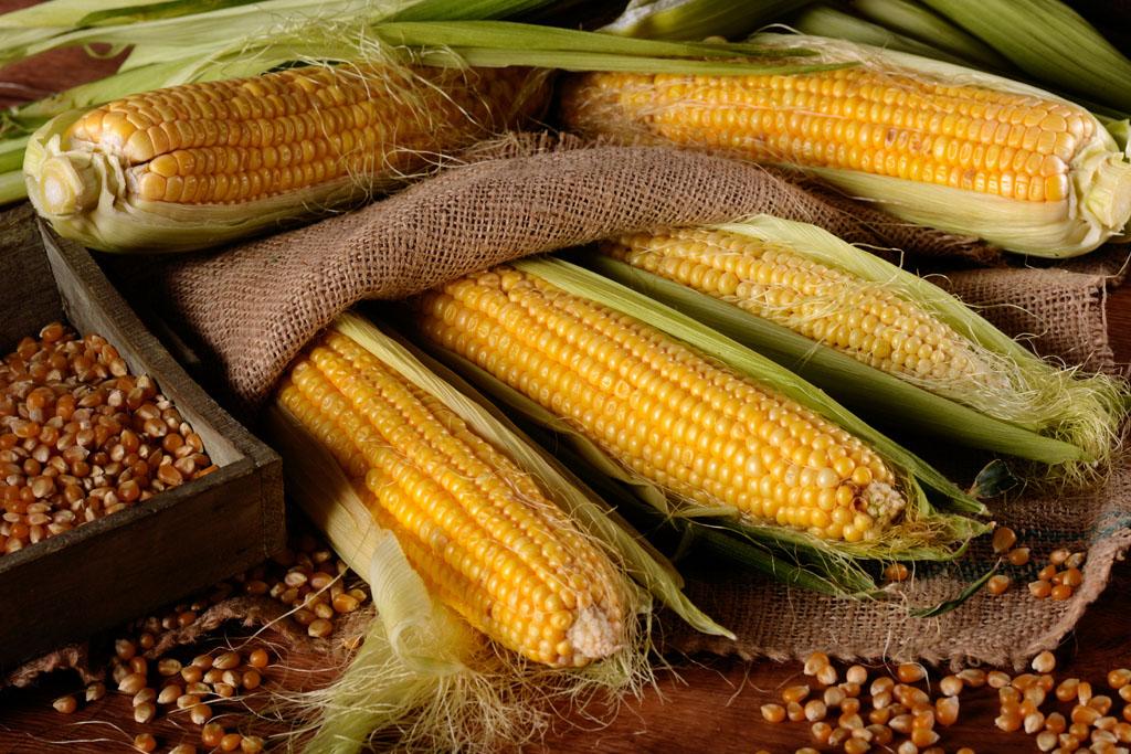 玉米豆粕涨势夺人眼球，近期我国玉米深加工产品报价站稳了